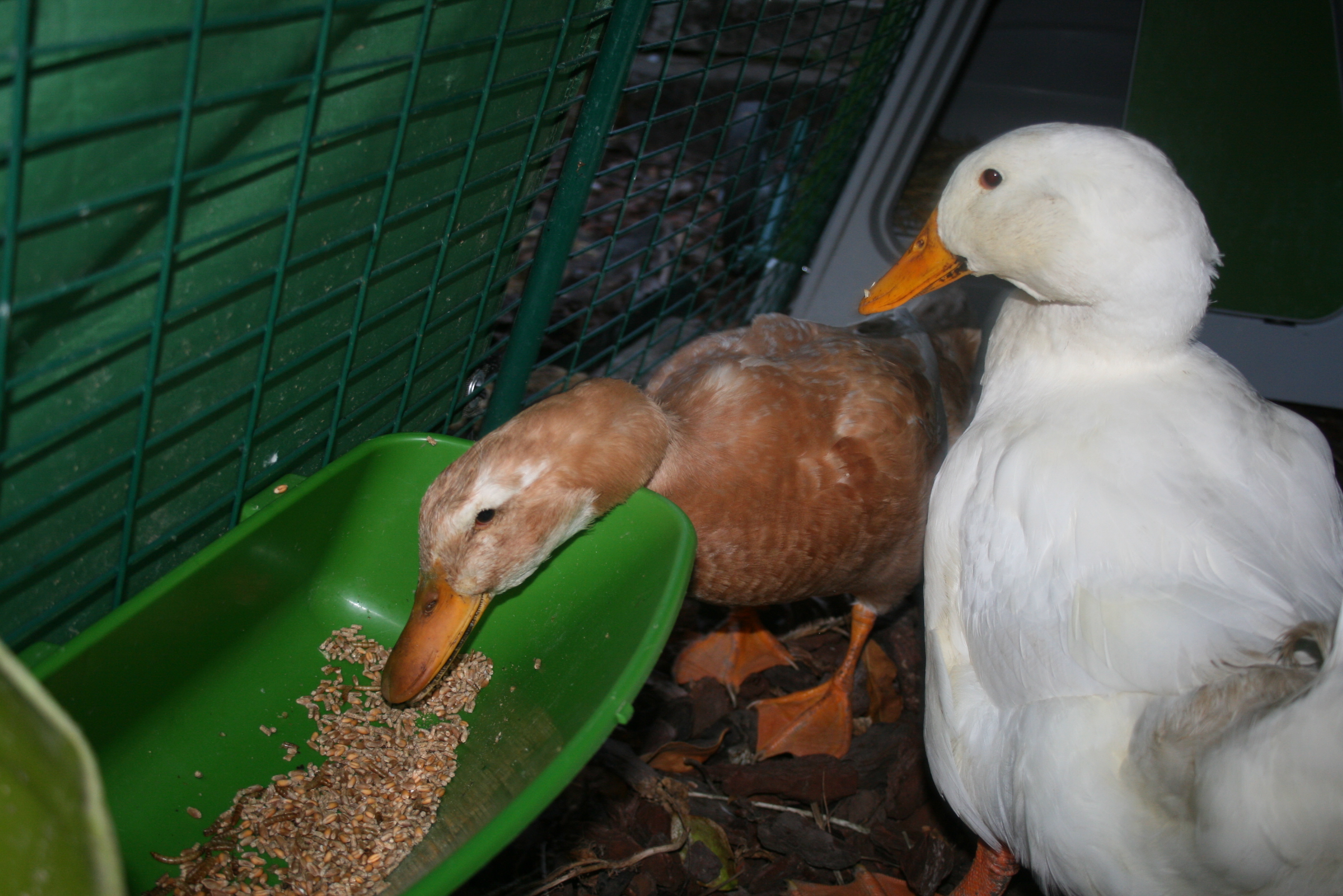 Patos en Omlet Eglu pato casa correr comer de alimentador