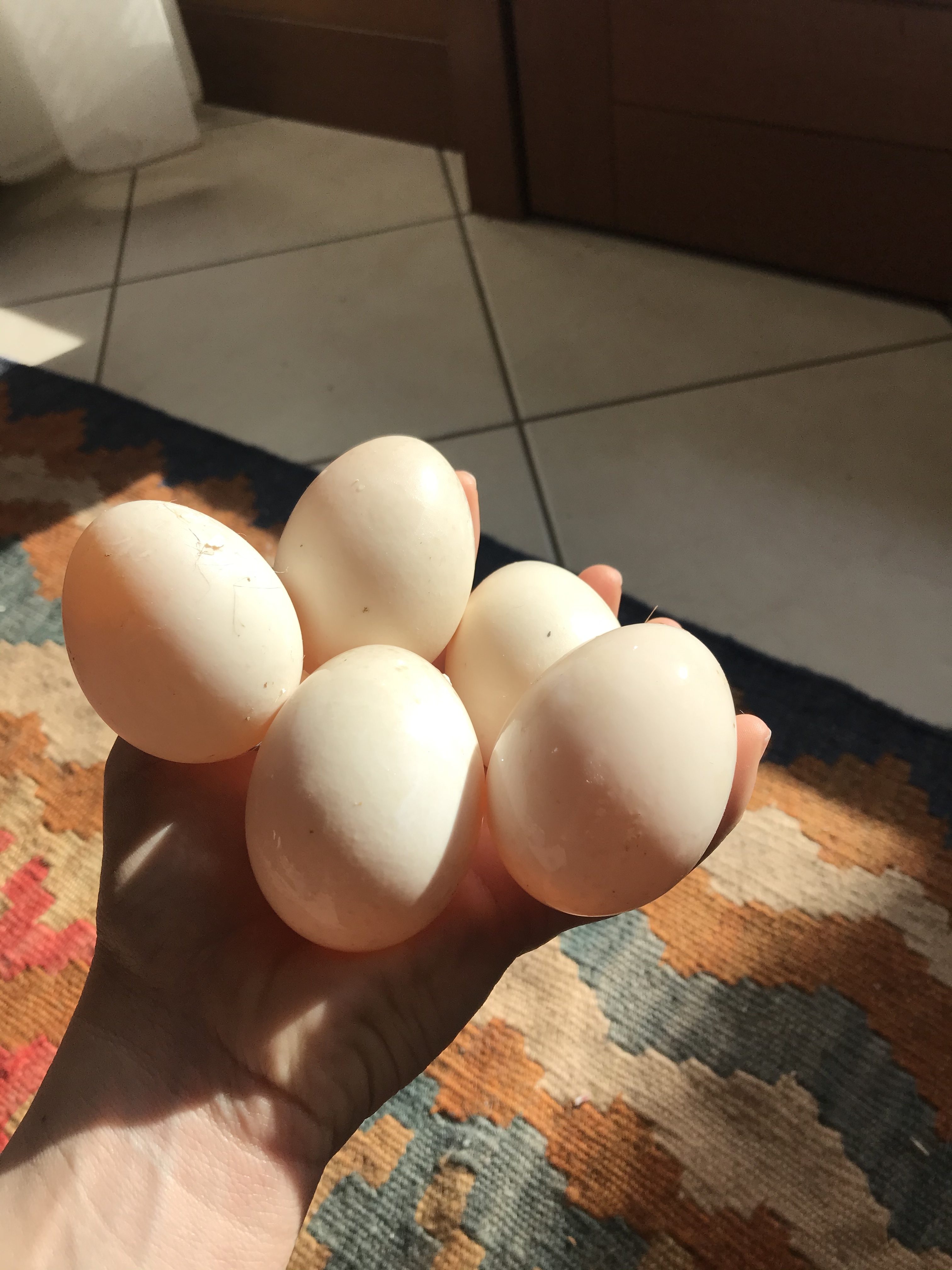 5 eggs held in hand
