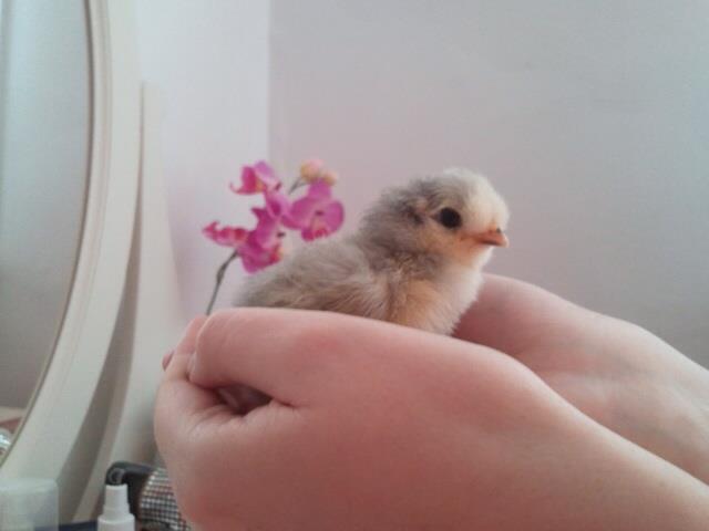 Violet the lavender araucana chick, 3 days old