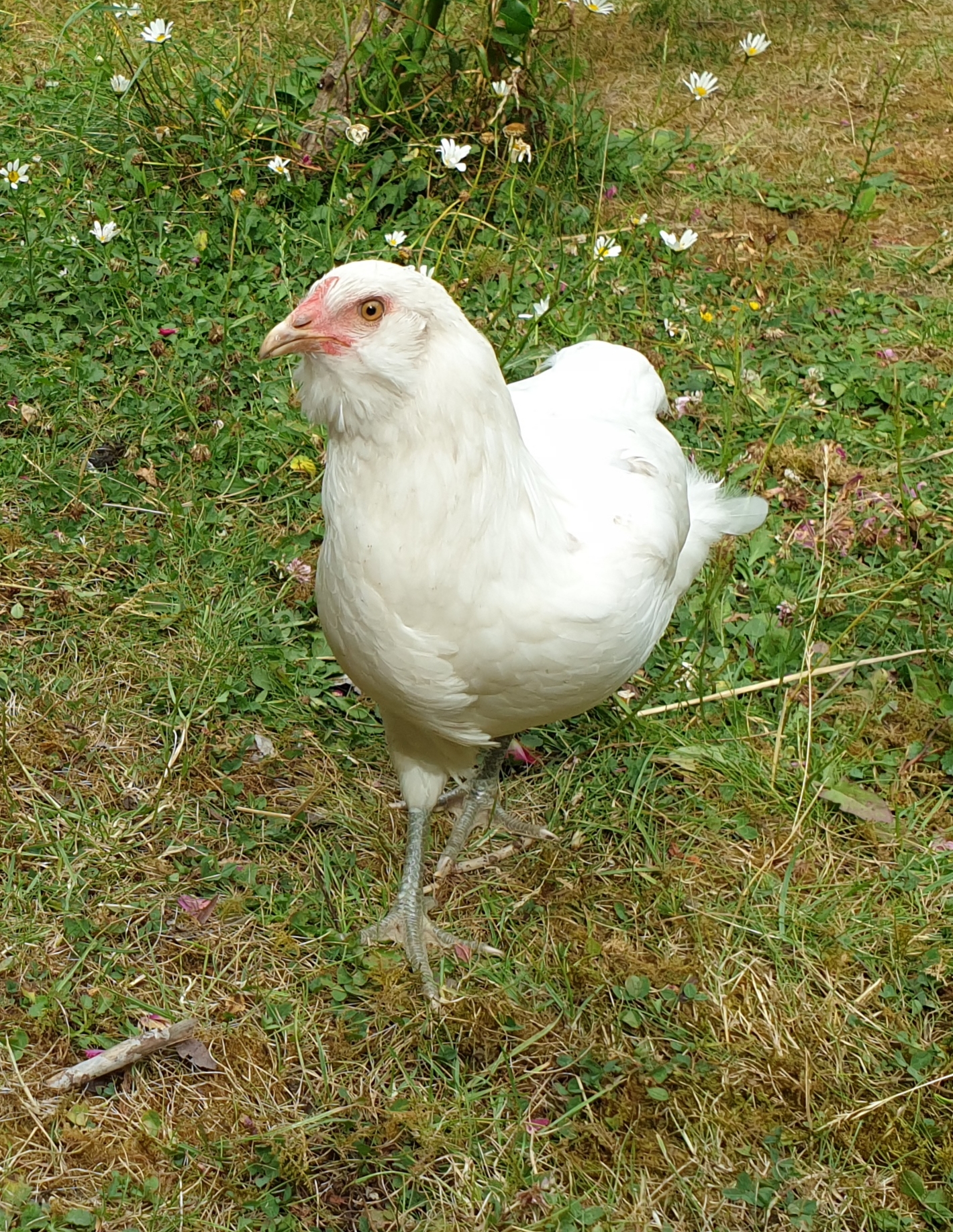 A white araucana chicken.