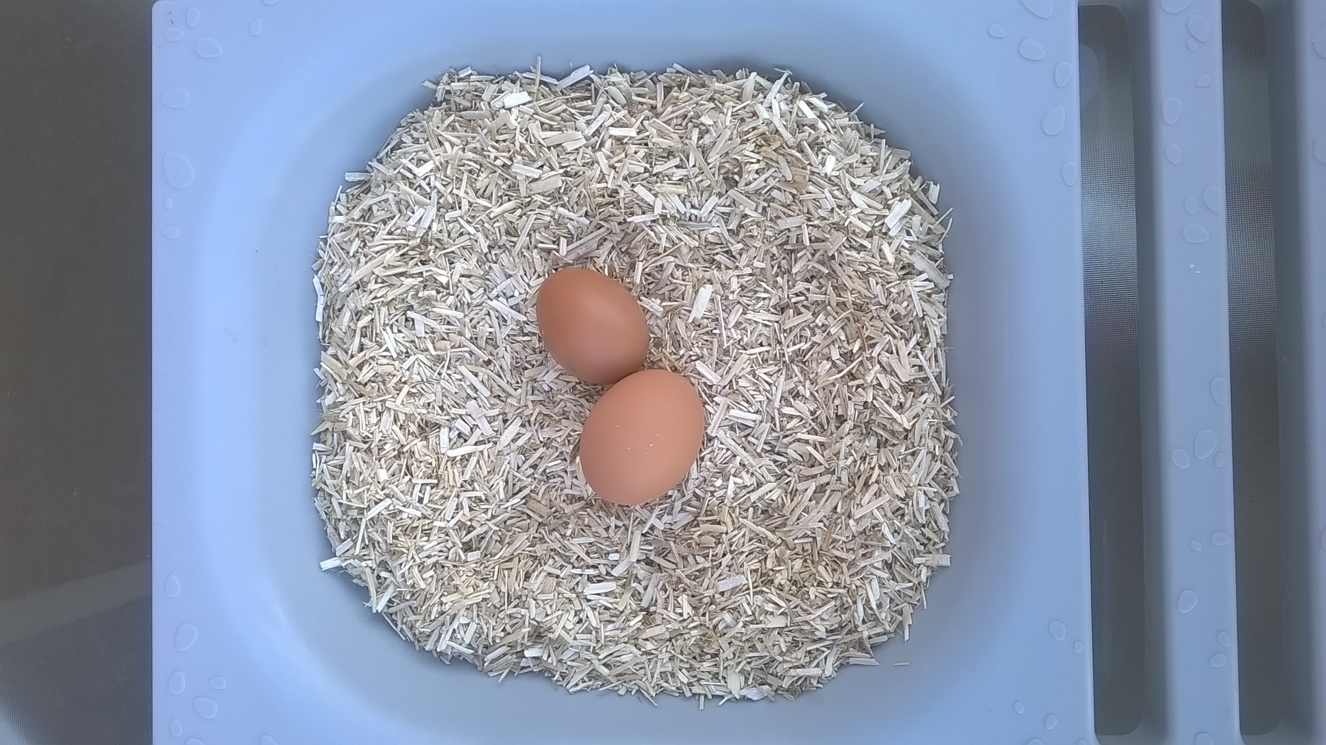 Aubiose is comfortable and absorbent in the nesting box - fresh eggs courtesy of Daphne and Margo!