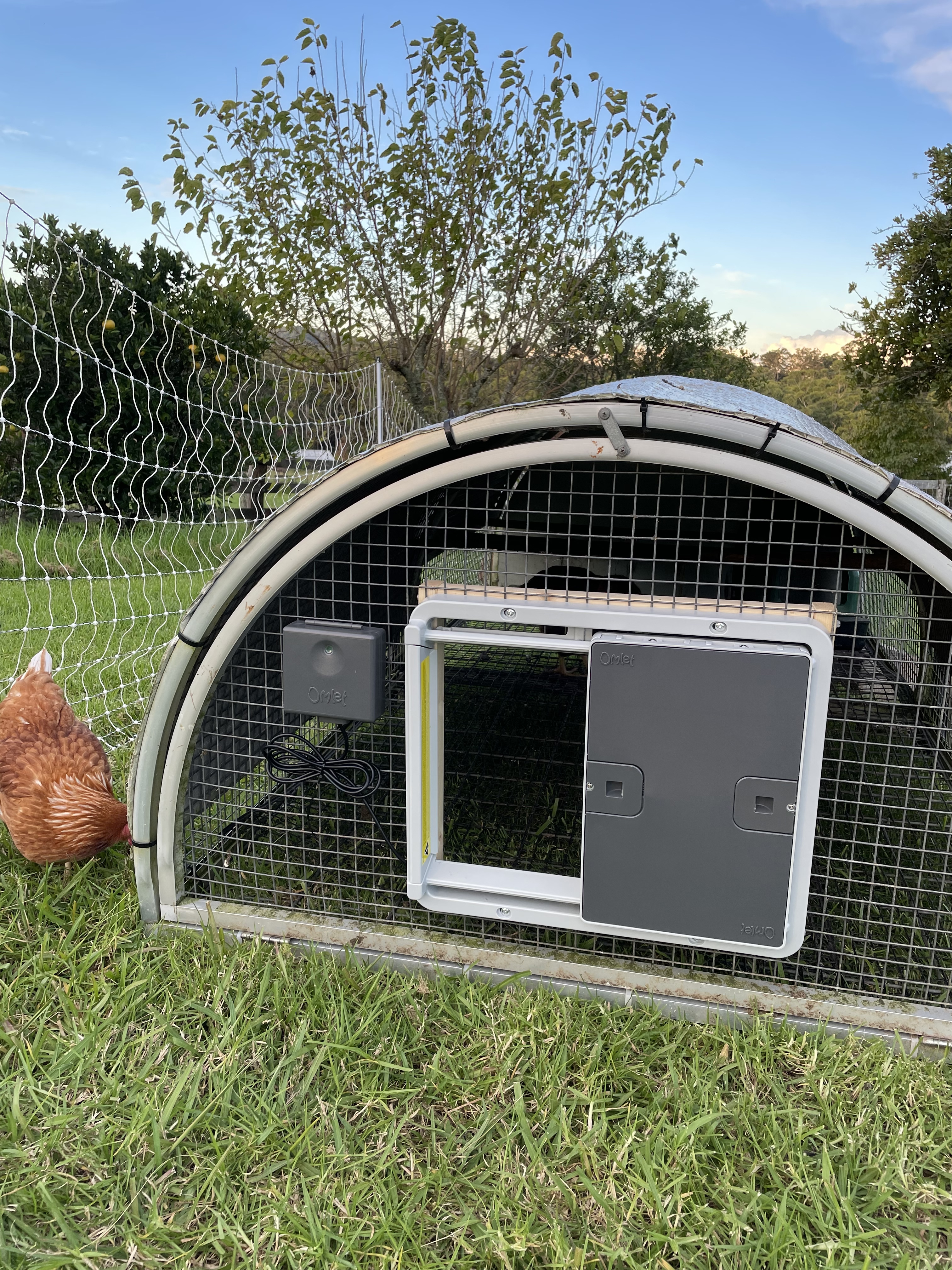 Automatic chicken door mounted on mesh