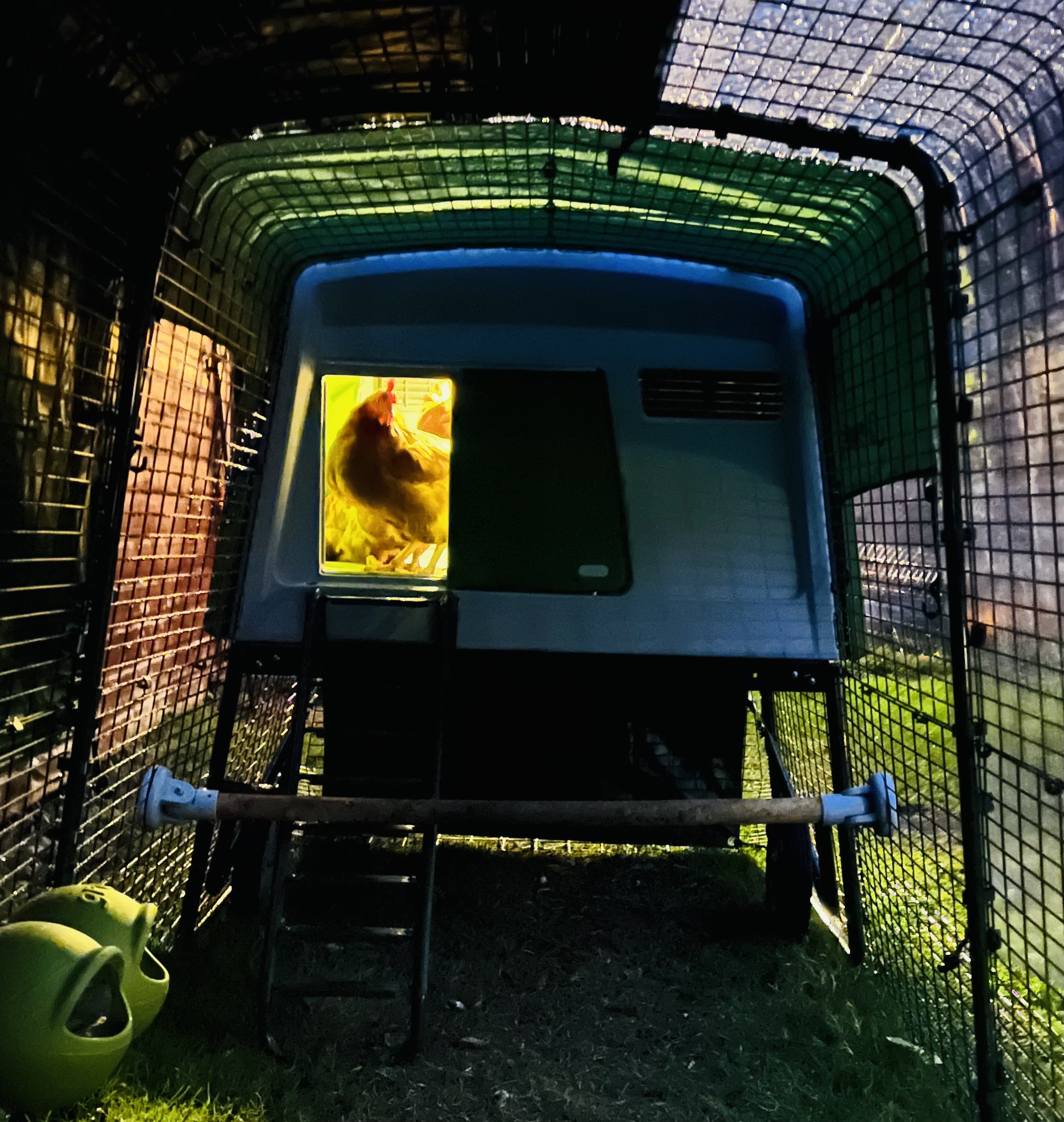 A chicken coop with the coop light on, with a chicken visible inside