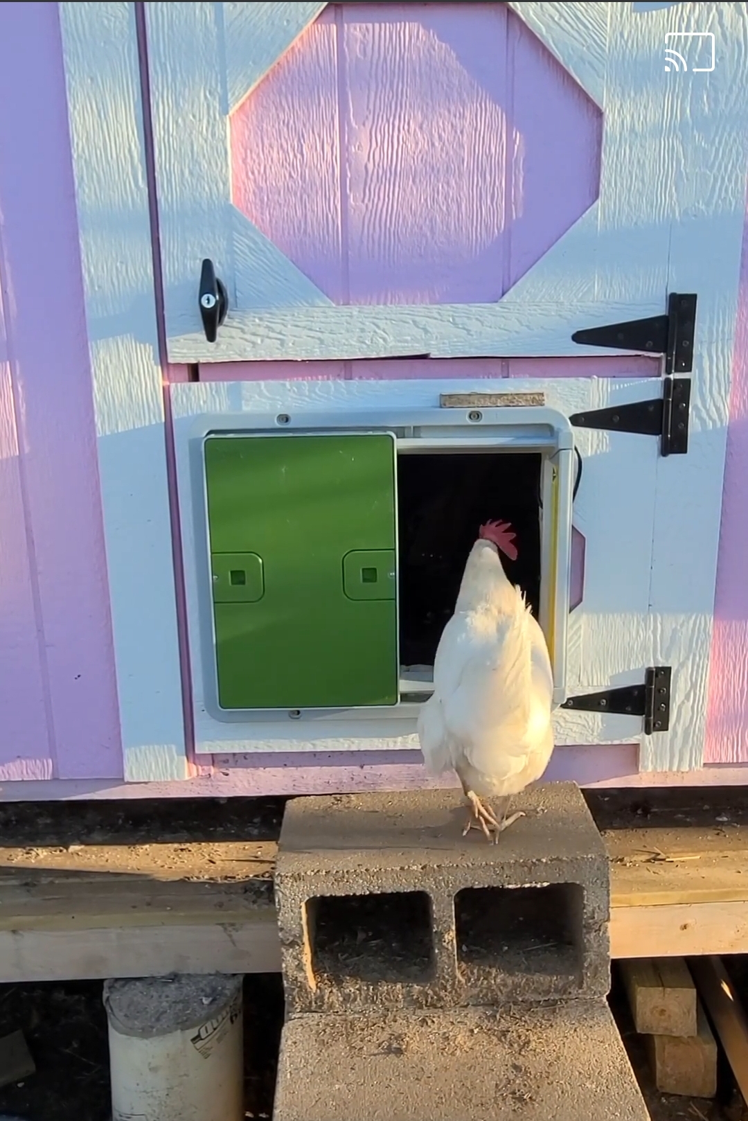 A chicken going in her coop through a green automatic coop door