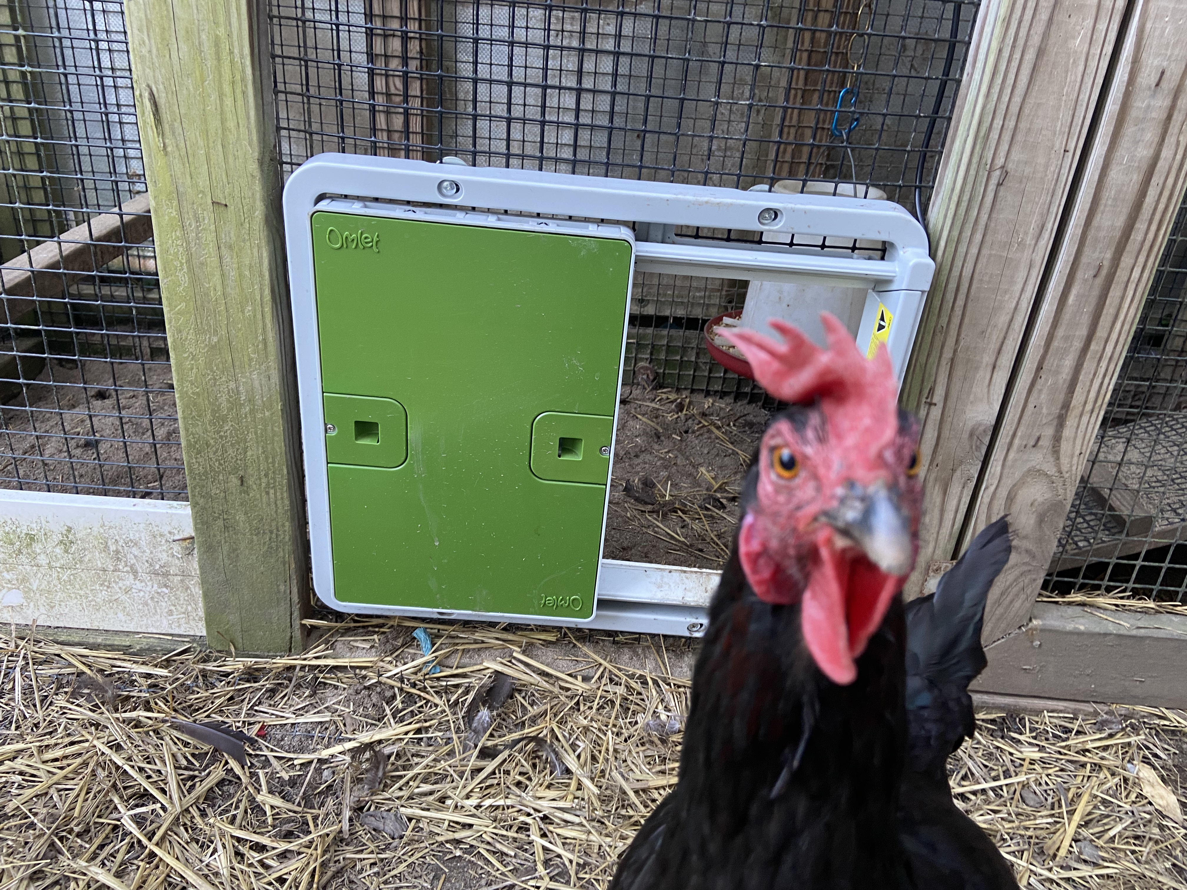 A curious chicken in front of her green automatic door attached to a run