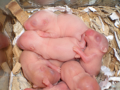 A litter of baby gerbils.