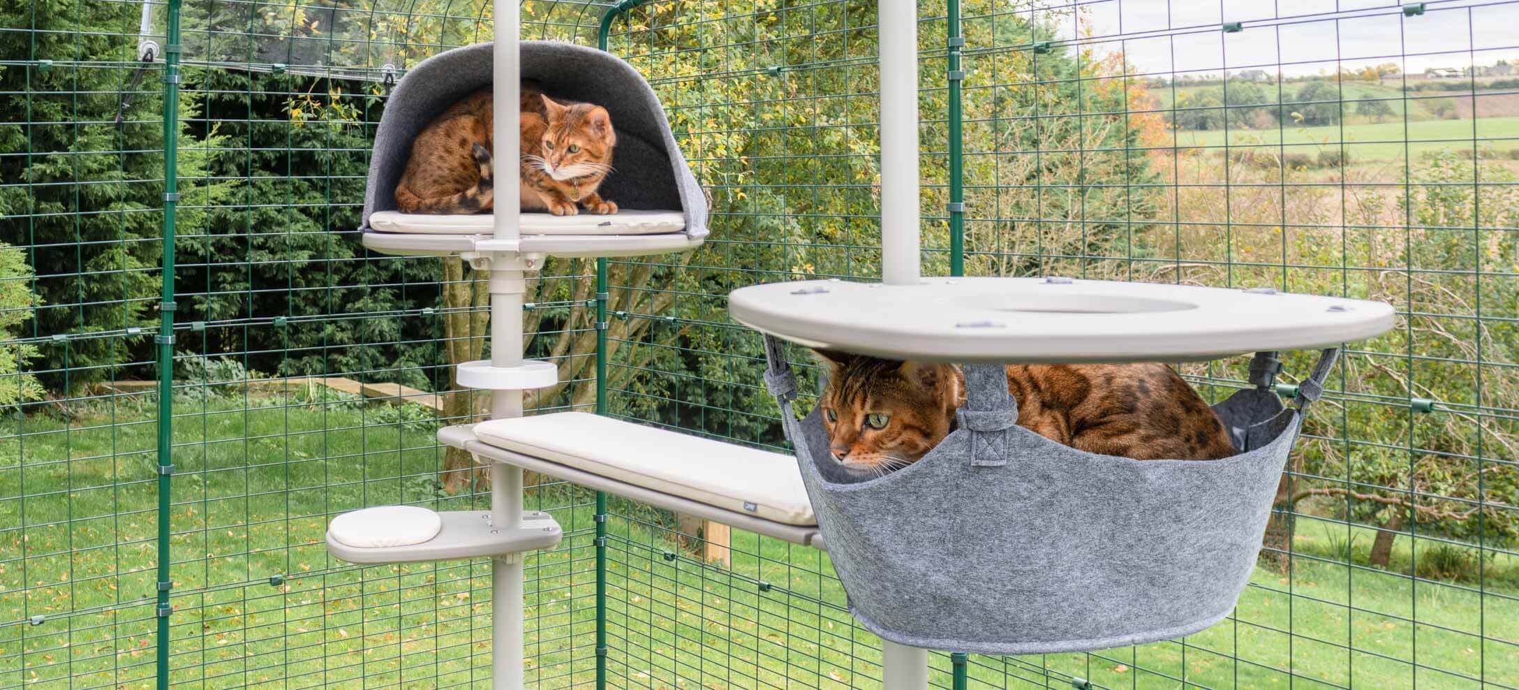 Deux chats Bengal assis dans une tanière et dans un hamac d’un arbre à chat d’extérieur