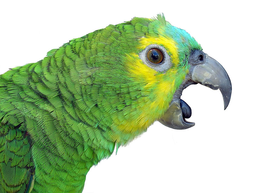 Blue-fronted Amazon beak