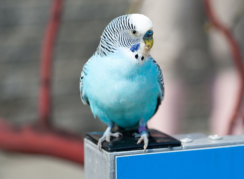 A blue budgie on a perch