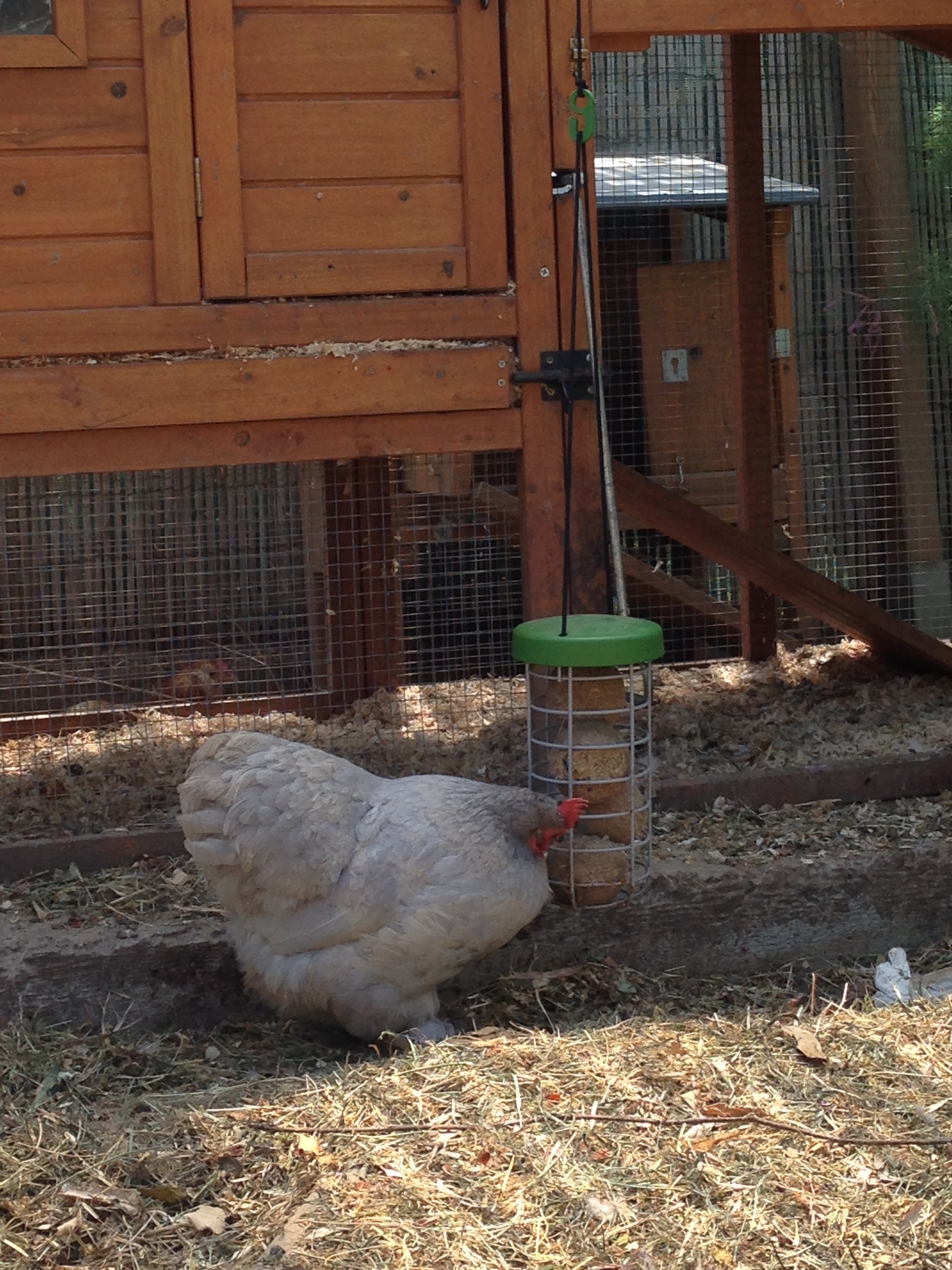 Chickens outside of Wooden Chicken Coop with Omlet Caddi Chicken Treat Holder