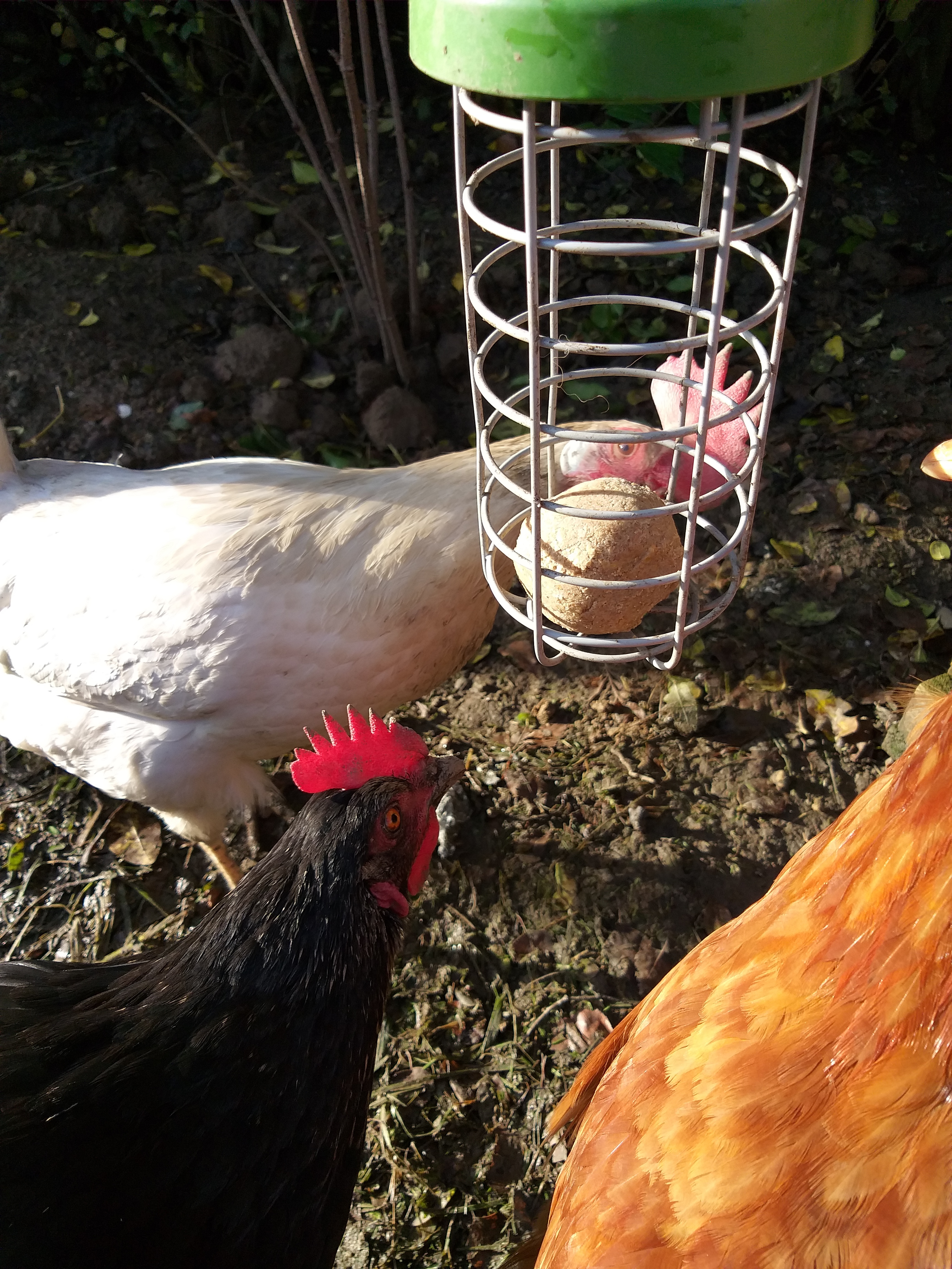 three chickens, one white, one black and one orange eating a nutrition ball from a treat caddi