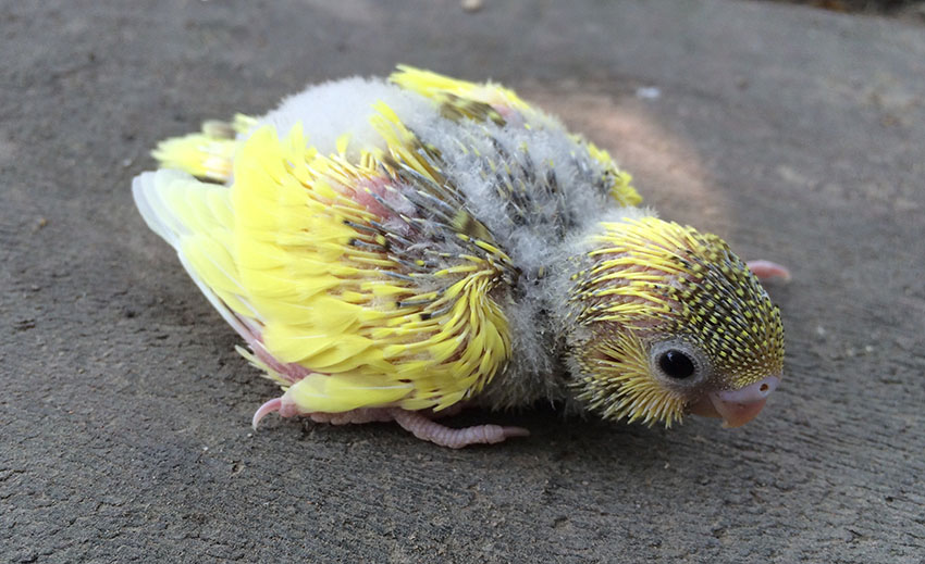 Budgie chick three weeks old
