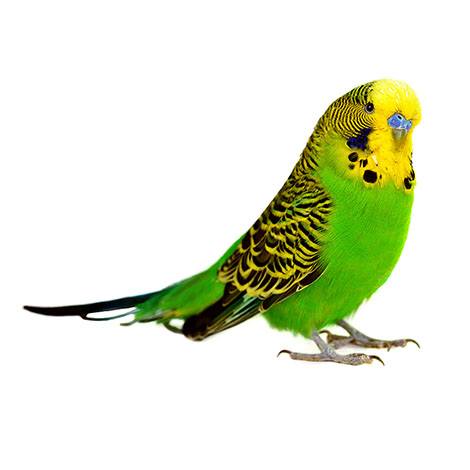 budgies are the world's most popular pet bird