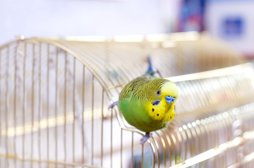 budgie on top of cage