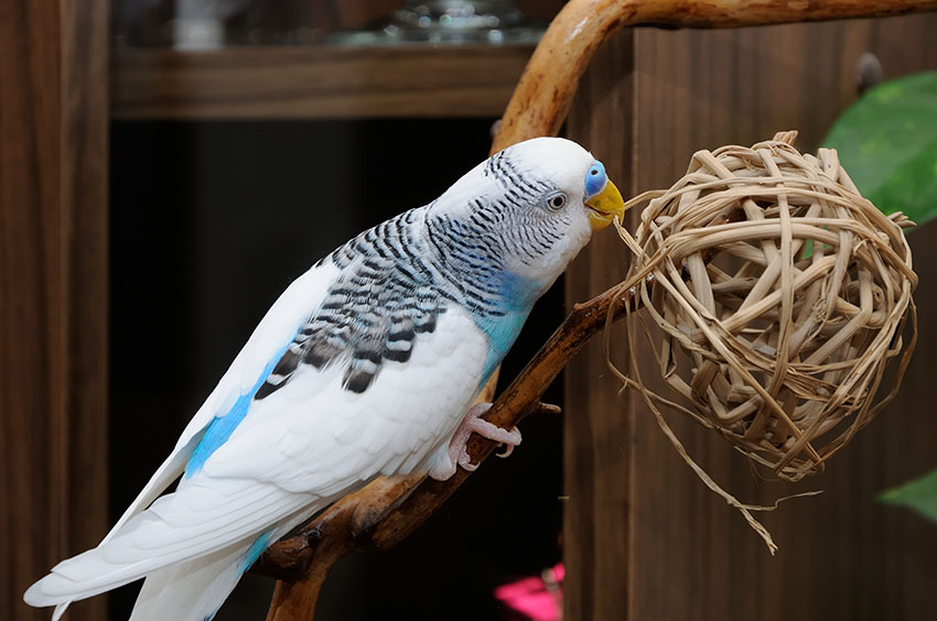 A twig ball for parrots