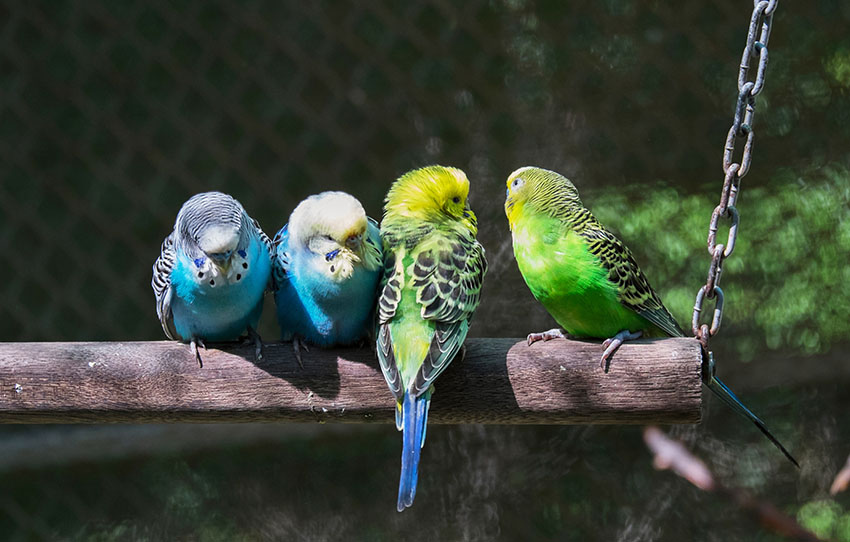budgies on an outdoor perch