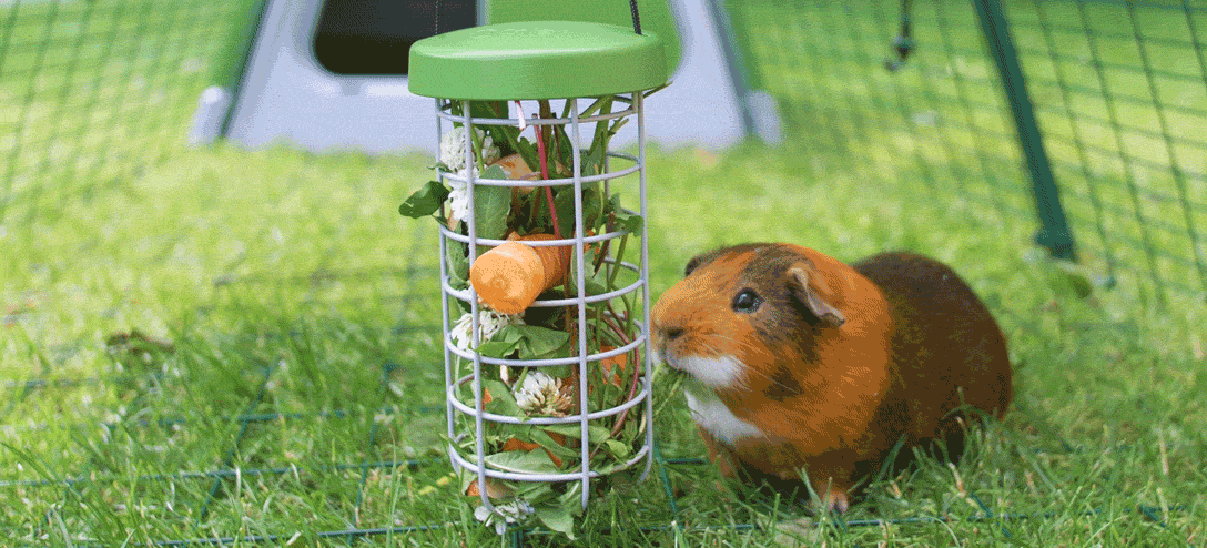 A GIF of a guinea pig eating greens from a Caddi Treat Holder
