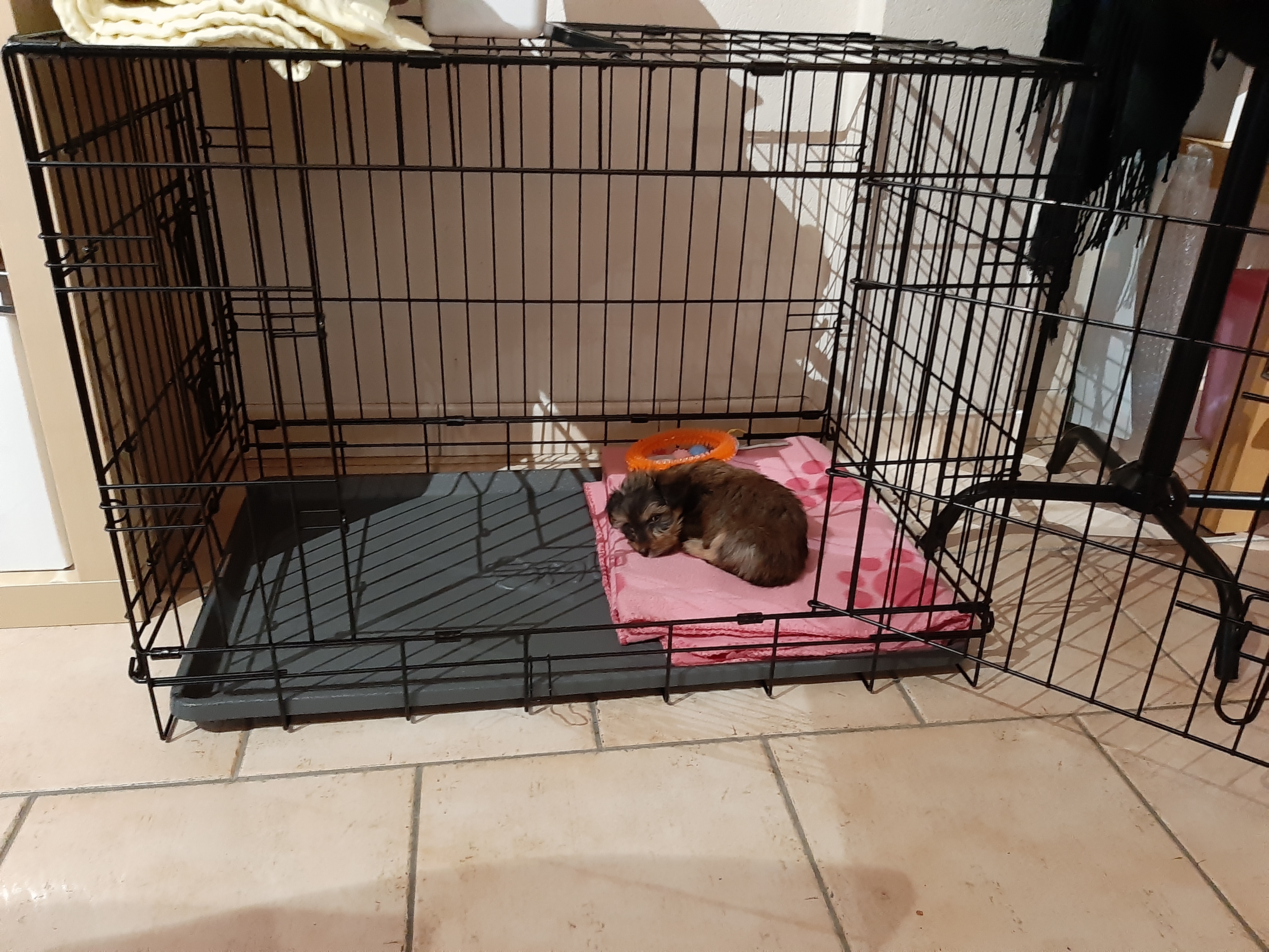 Een kleine puppy ontspant in zijn hondenkrat.