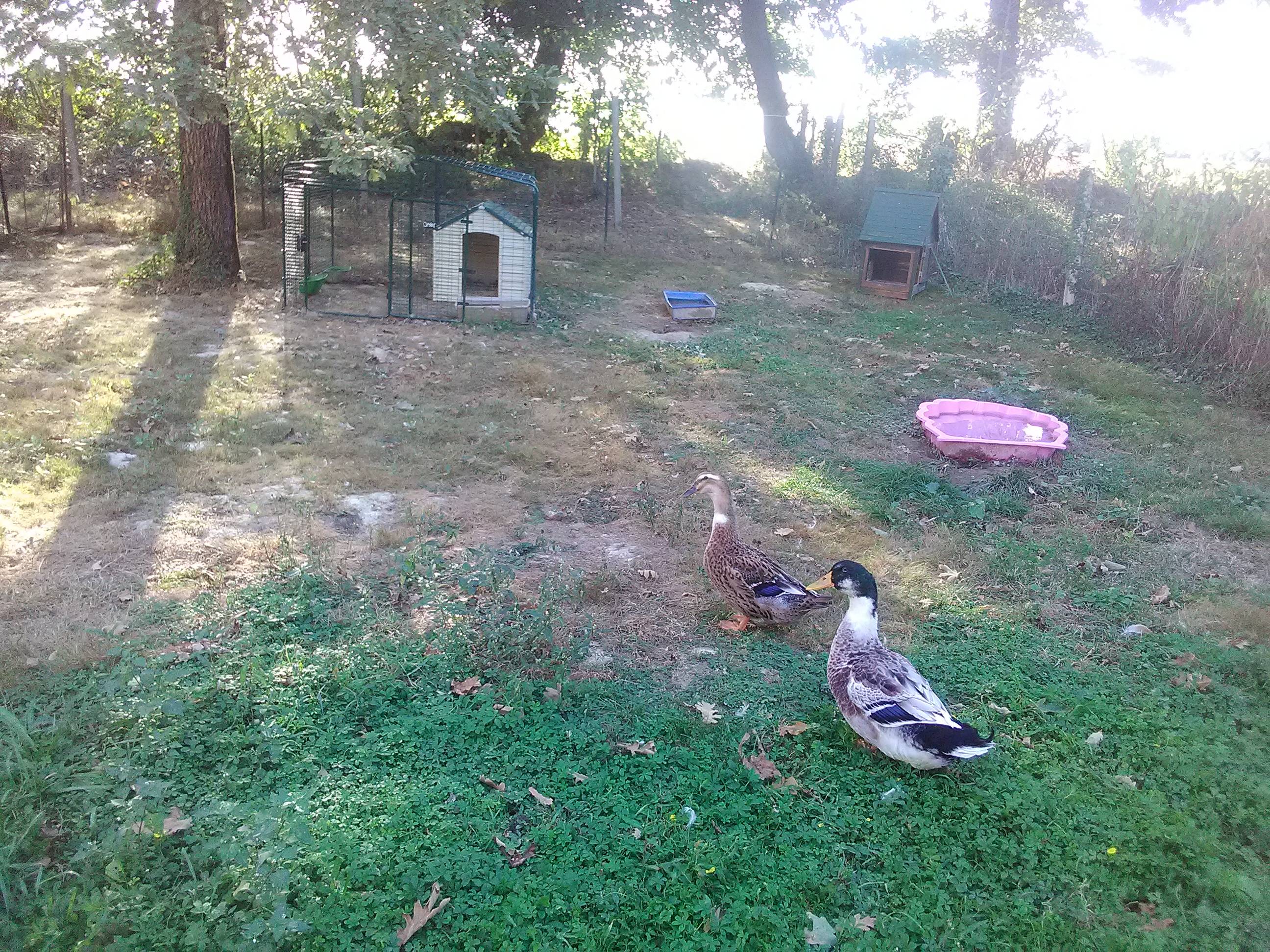Two ducks on a lawn in a garden with an animal run and a coop