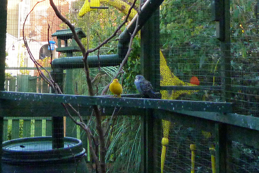 Canary and budgie