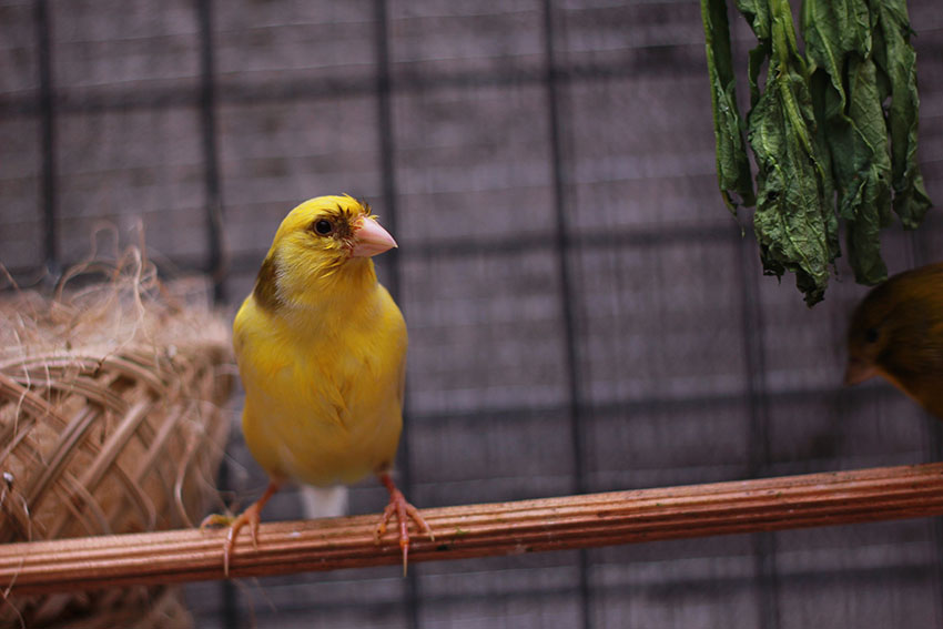 Breeding Wooden Nest Box Nesting Roost Bird Canary Finch Budgie S/ M/ L/ XL 