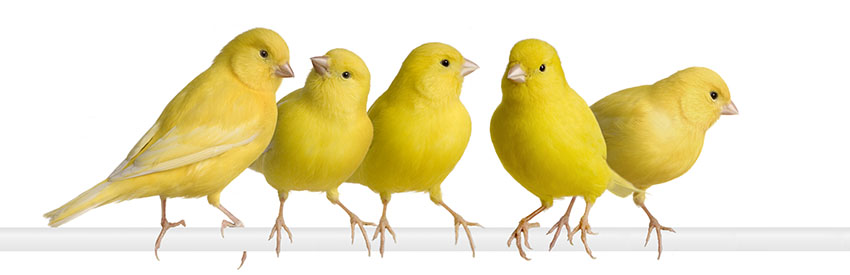 A flock of Canaries