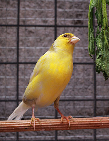 canary fresh food