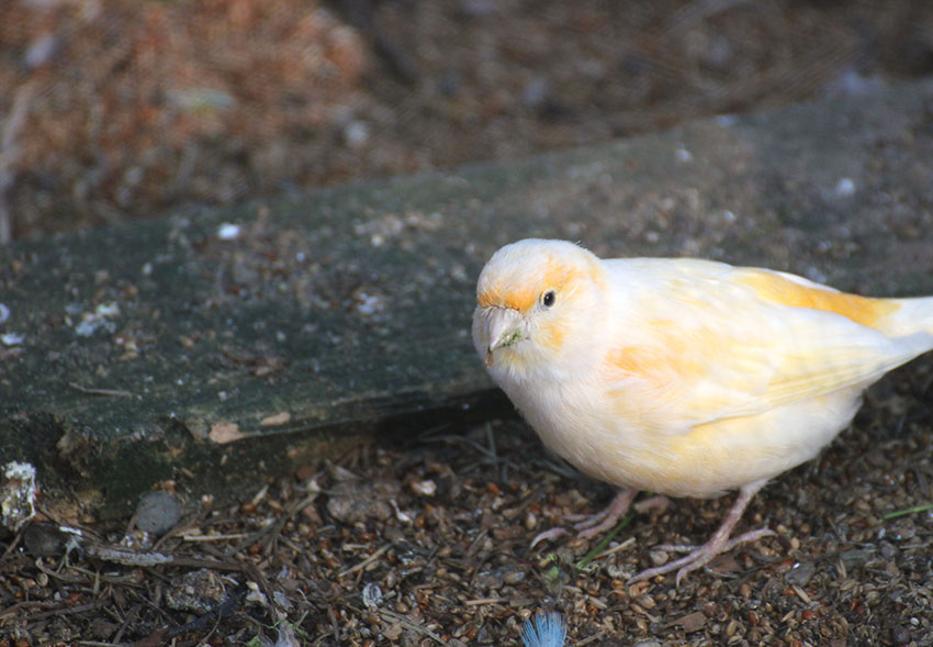 Canary feeding on the ground