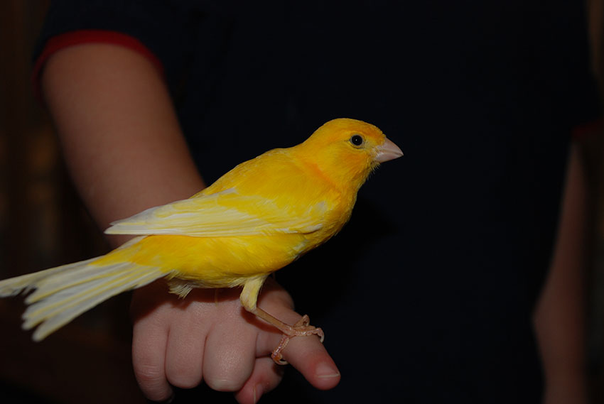 canary hand taming