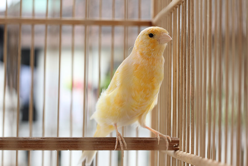 Canary in wooden cage