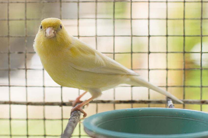 Canary kept outside