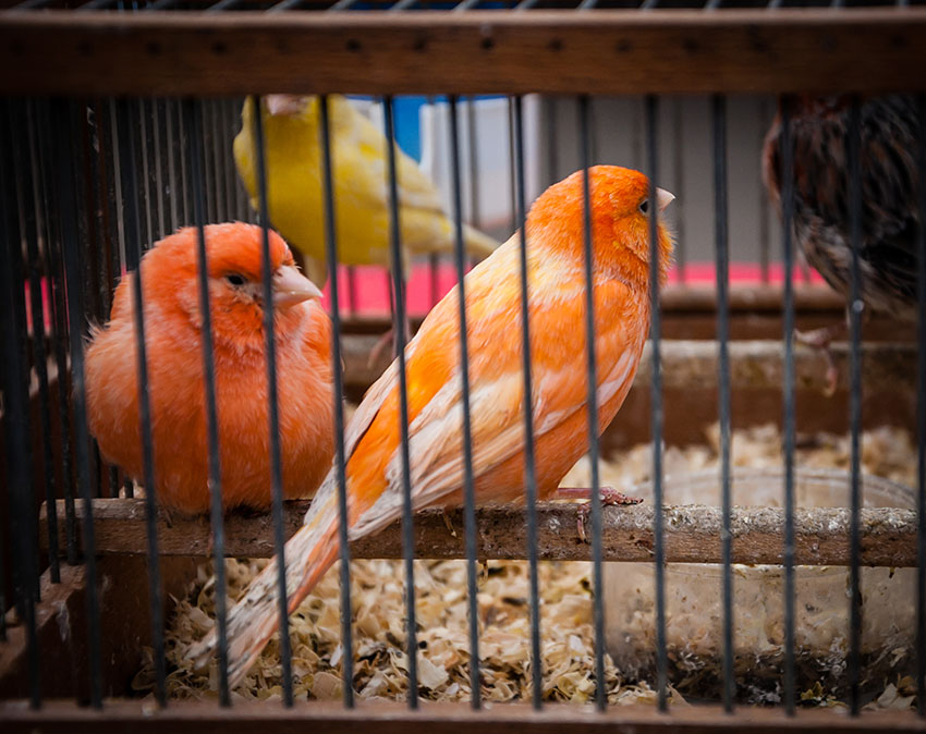 Orange and yellow Canary varieties