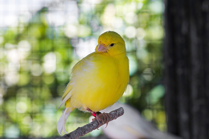 Canary Varieties | Canary | Finches and Canaries | Guide | Omlet UK