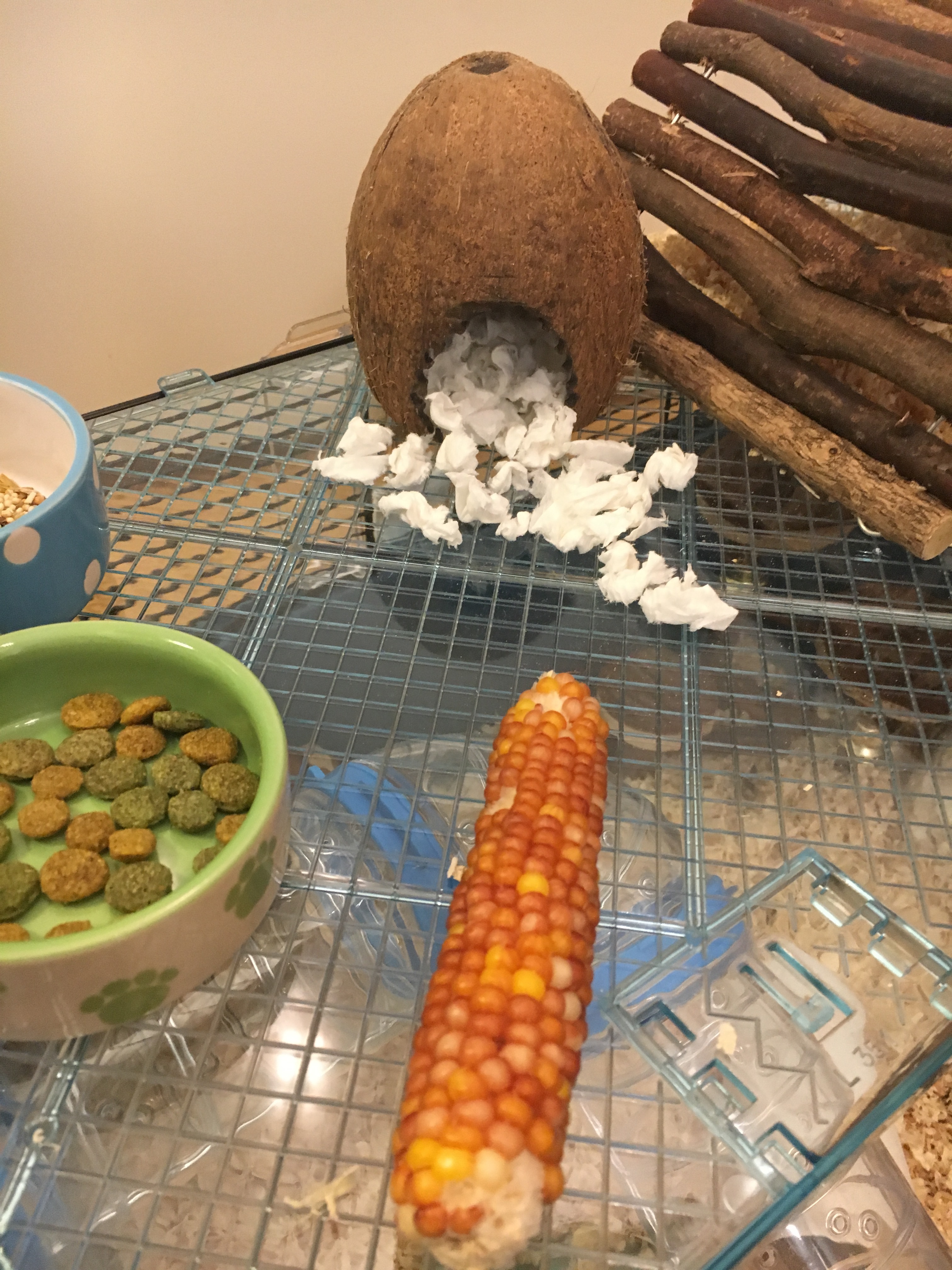 Hamster Cage with Treats