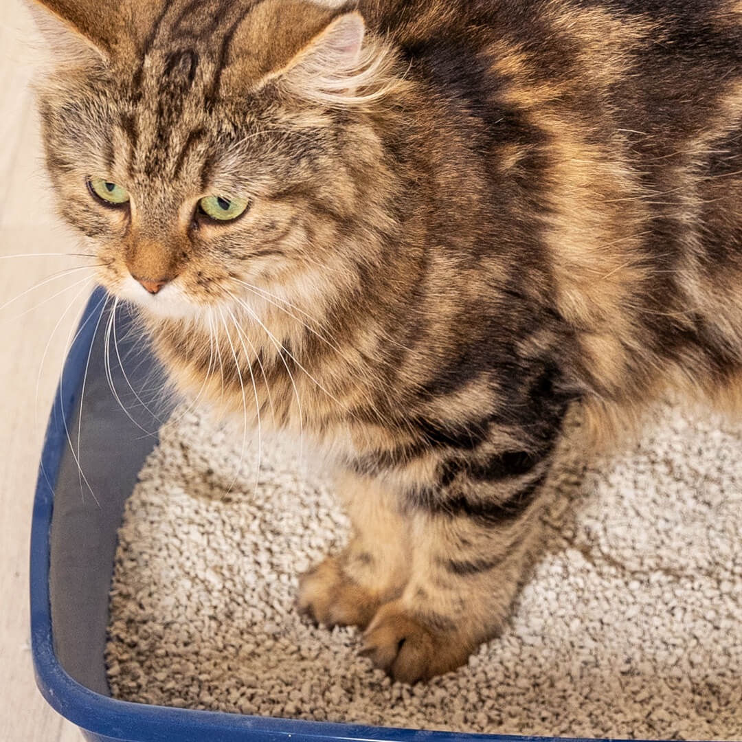 Chat debout dans un bac à litière avec de la litière de tofu.