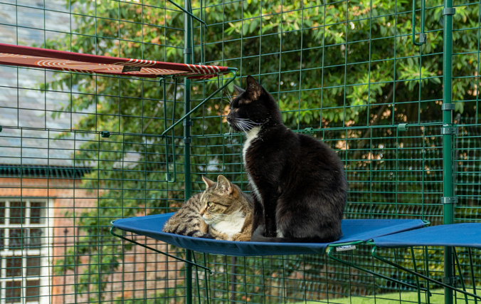 Chats qui se reposent sur une étagère en tissu à l’intérieur d’un enclos chat exterieur