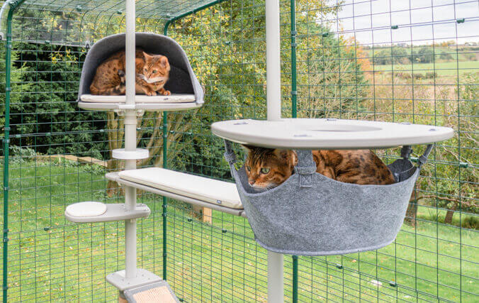 katter som leker i det utendørs freestyle katte stolpe systemet for luftegården