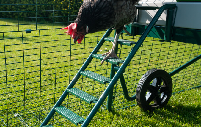 Kurczak schodzący po nowej i ulepszonej drabince Eglu Go Up z antypoślizgowymi nakładkami na szczebelkach