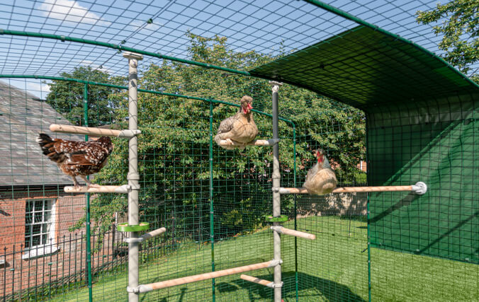 Hühner spielen im begehbaren Gehege von Omlet, das mit dem PoleTree-Hühnerstangensystem ausgestattet ist
