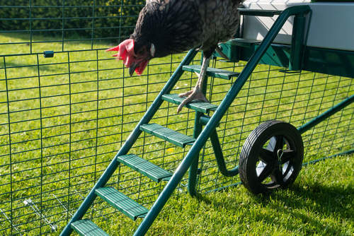 A chicken walking down the new and improved Eglu Go Up ladder with non-slip grips