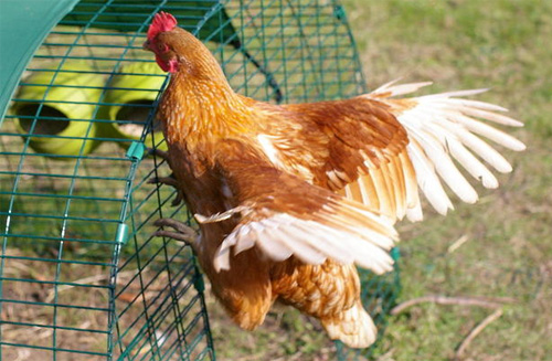 Hühner flügel stutzen tierquälerei - Der absolute Vergleichssieger 