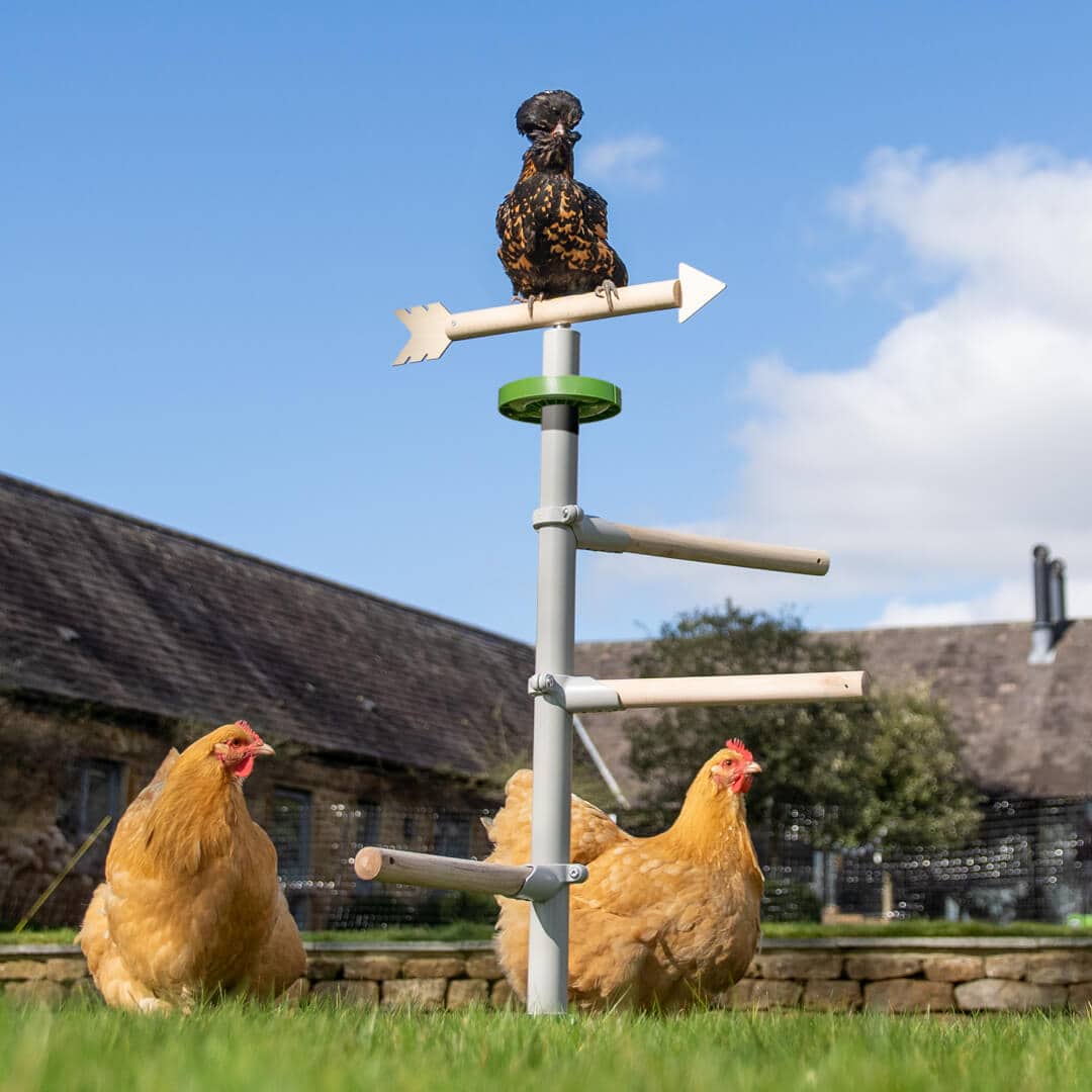 Hühner im Garten mit Omlets freistehenden Universal-Hühnerstangensystem