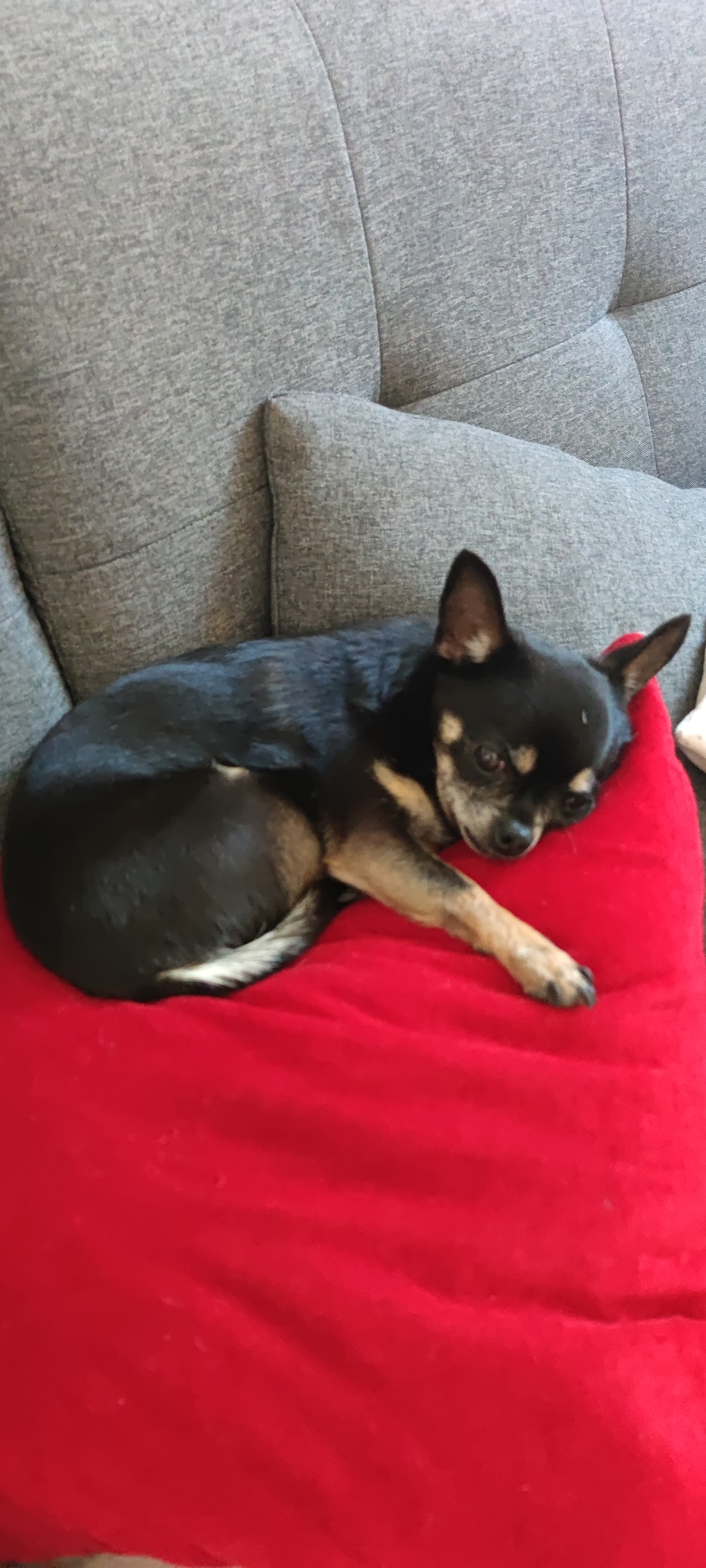 Chihuahua schläft auf sofa