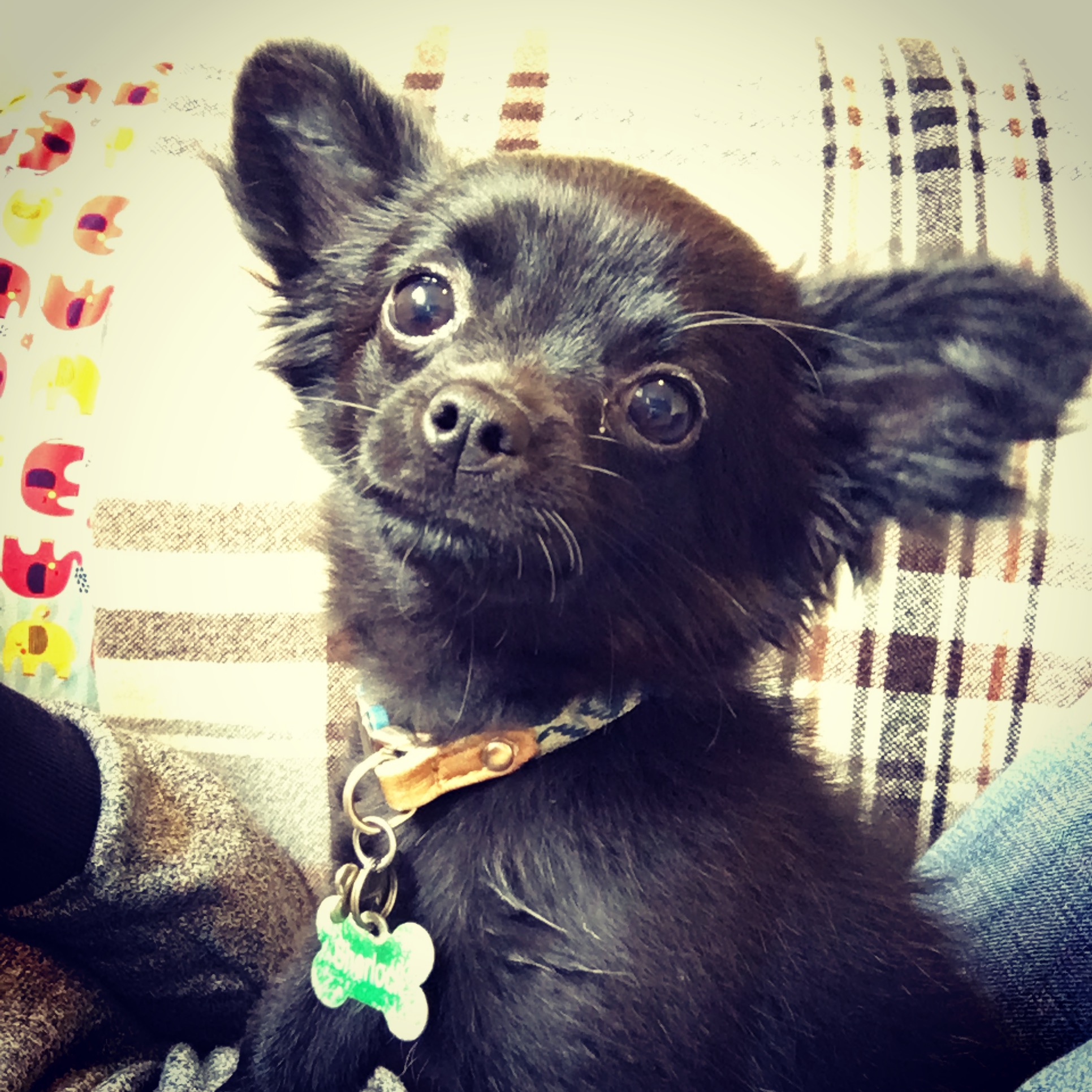 Schwarzer, langhaariger Chihuahua-Welpe.