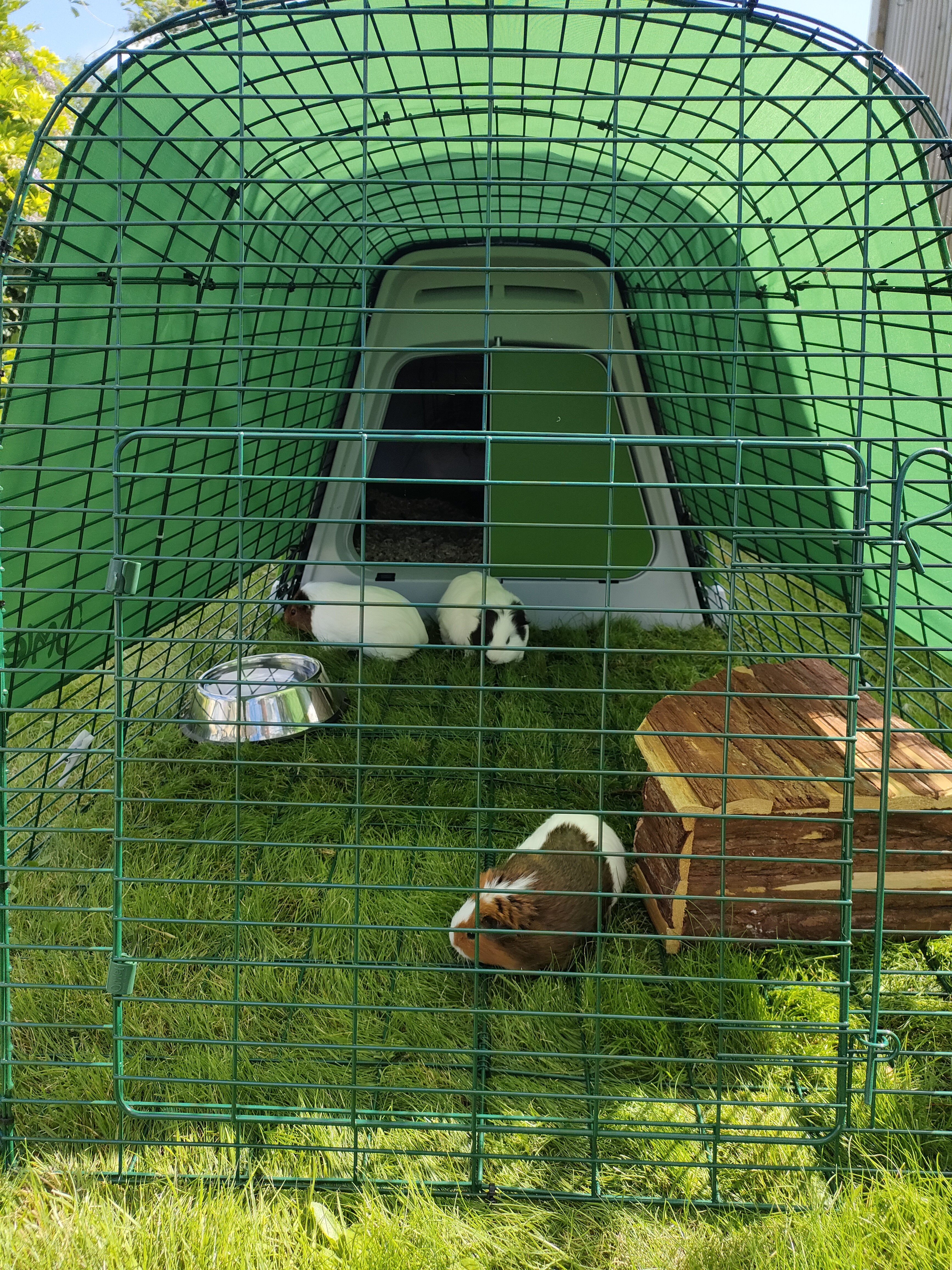 Three guinea pigs in the enclosure of their green hutch