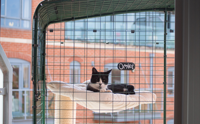 Un gato durmiendo tranquilamente en el recinto de balcón debajo de una cubierta que lo protege del agua