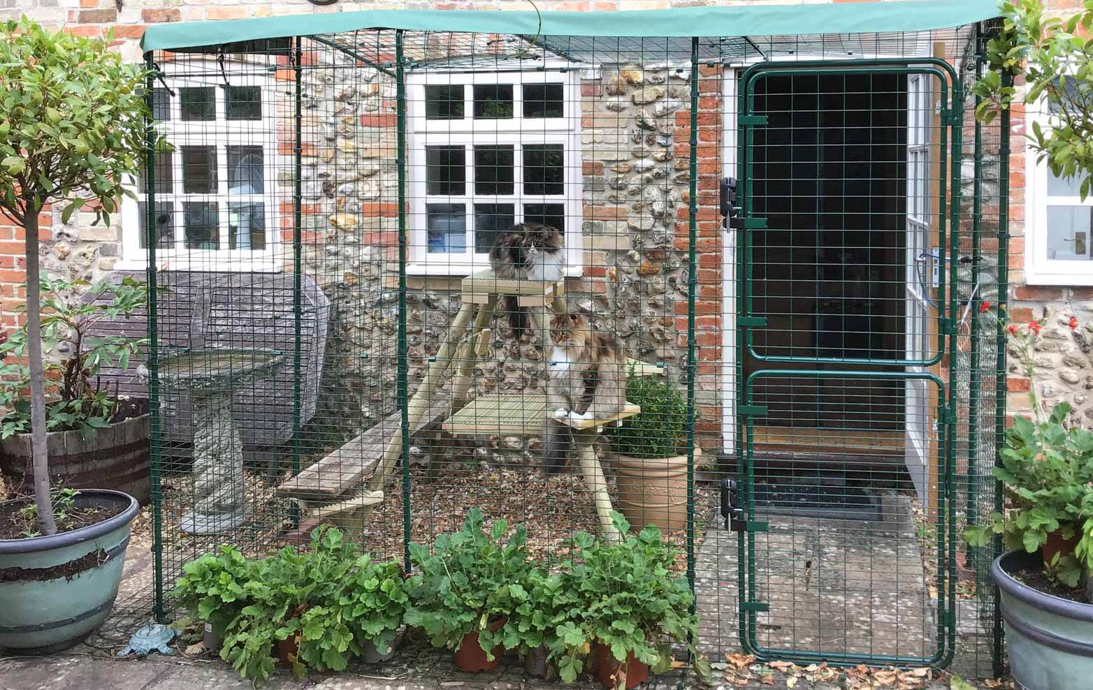 katter som leker i en utendørs kattegård