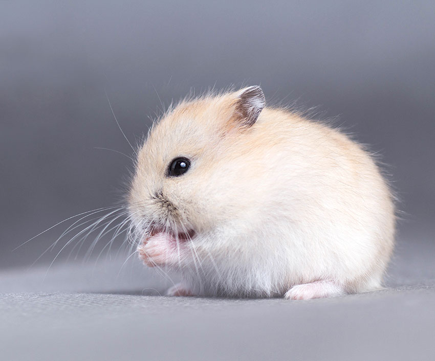 Dwarf hamster varieties
