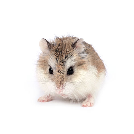 dwarf hamsters small
