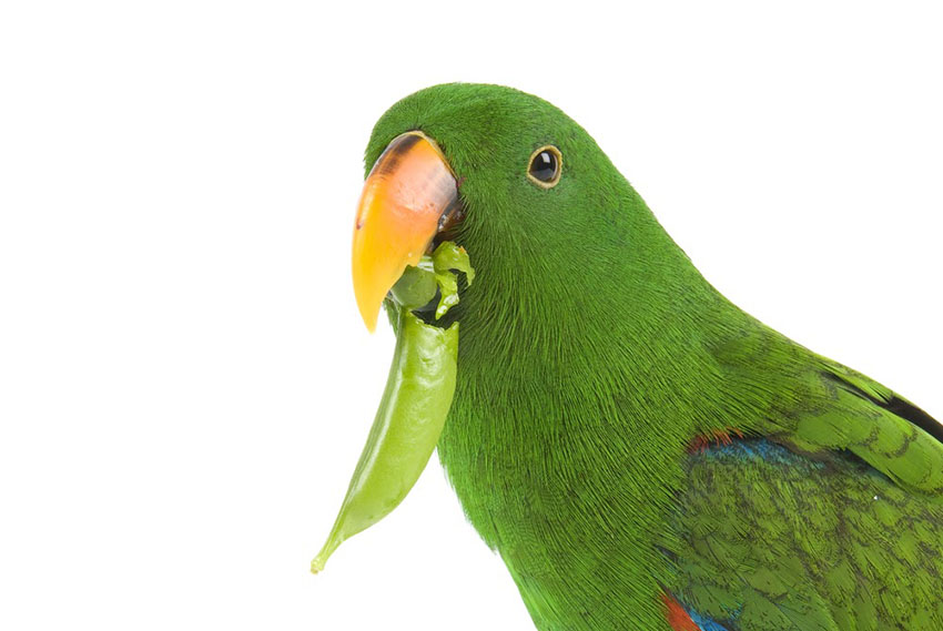 Eclectus parrot eating vegetables